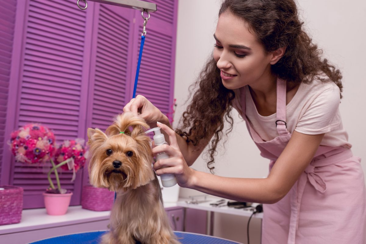 Virtual Assistant for Pet Industry: Pet Groomers, Pet Sitters, and More!