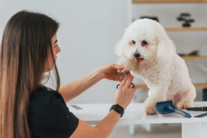 Pet industry owner after getting virtual support